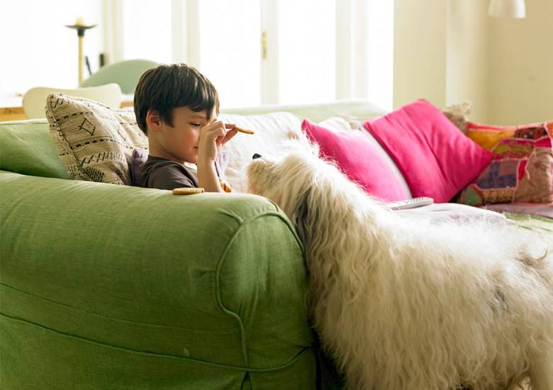 Cómo quitar manchas de heces fácilmente