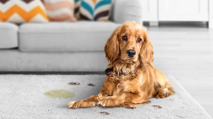 Cómo eliminar el olor de pis de gato o perro en tres sencillos pasos