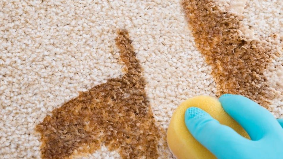 Hand in blue glove scrubbing a brown stain on a carpet with a yellow sponge
