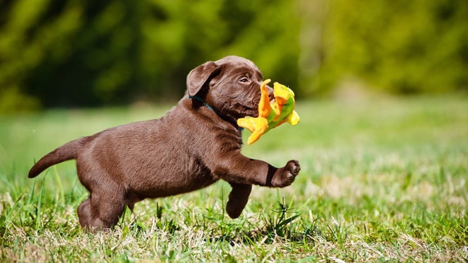 Brown Labrador Retriever puppy playing with a toy frog in a grassy field