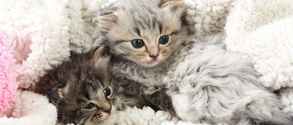 Two fluffy kittens cuddling on a white blanket
