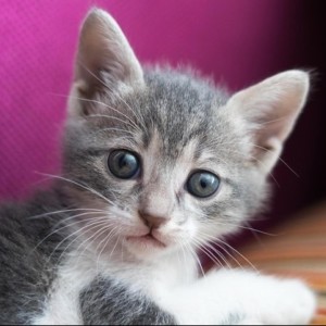 Picture of Bowin Poe