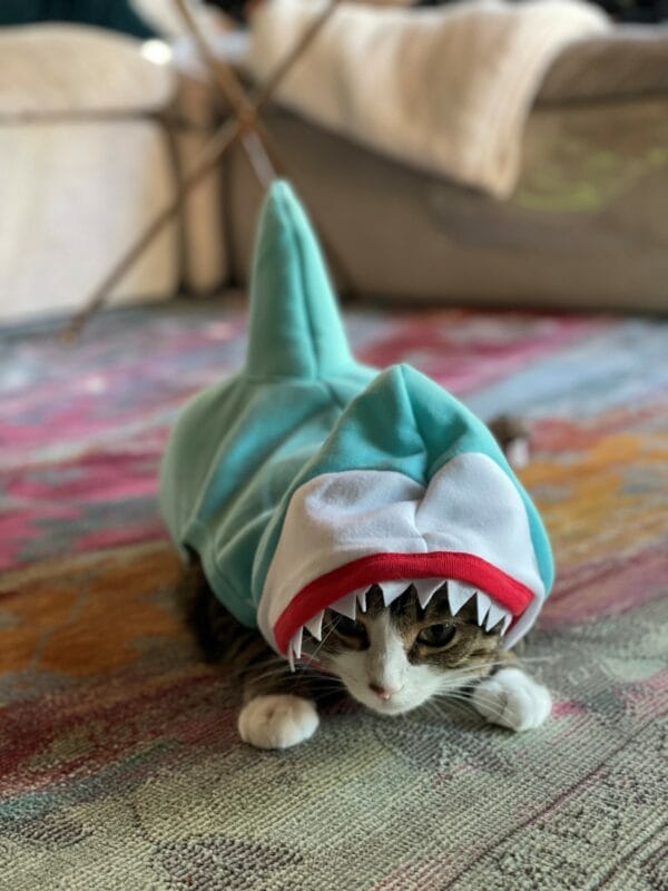 milo-shark-cat-costume-600x800.jpg milo-shark-cat-costume-600x800.jpg