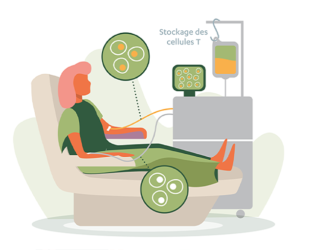 Stockage des cellules T