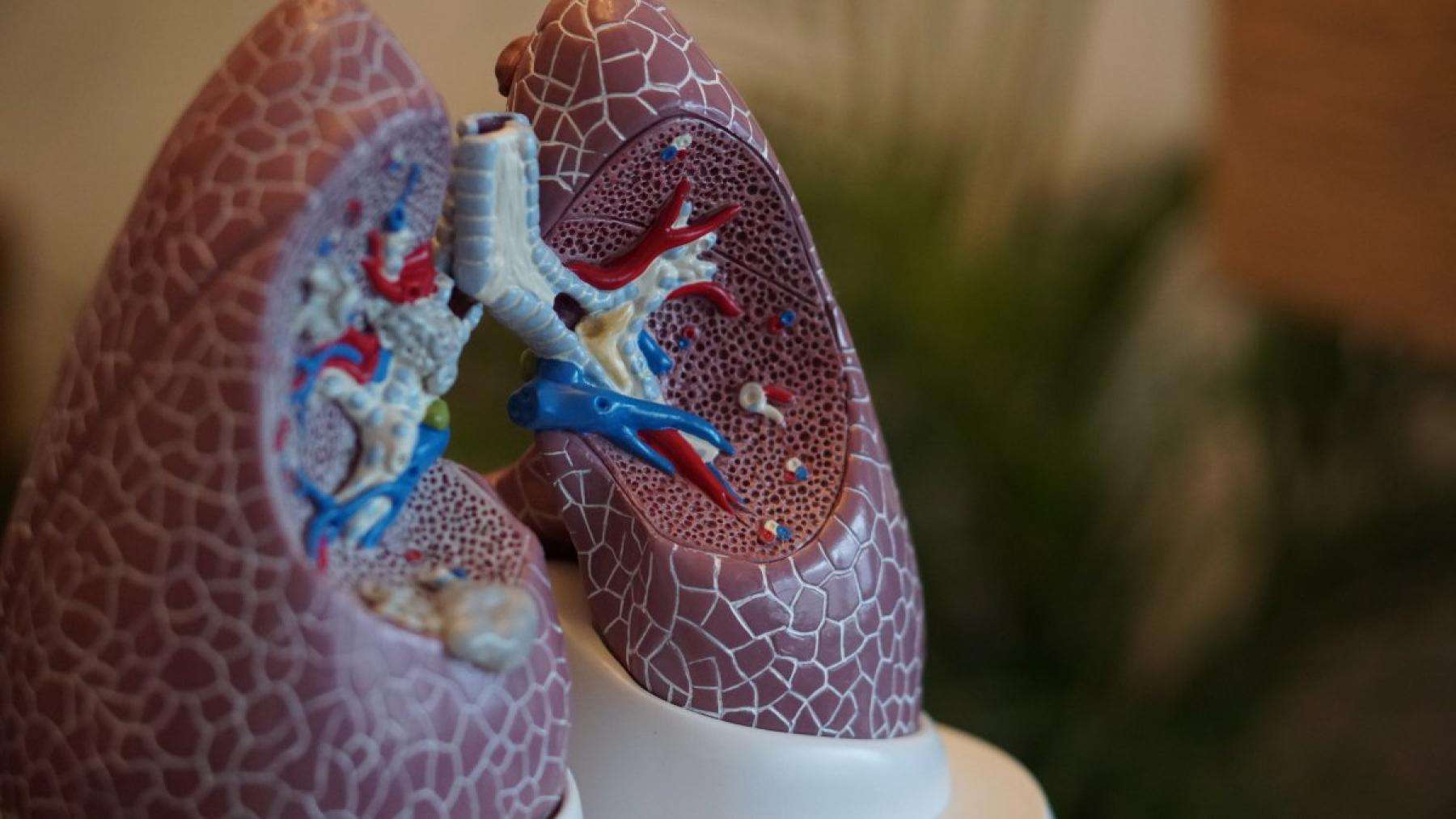 LMPAH-longtransplantatie-header LMPAH-longtransplantatie-header