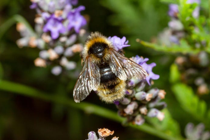 Picture of a cuckoo bee on a flower. Cuckoo bees are called that because they lay in other bees' nests, similar to cuckoo birds