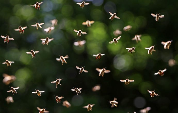 Swarm of bees