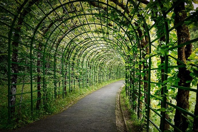 covered pathway in the woods