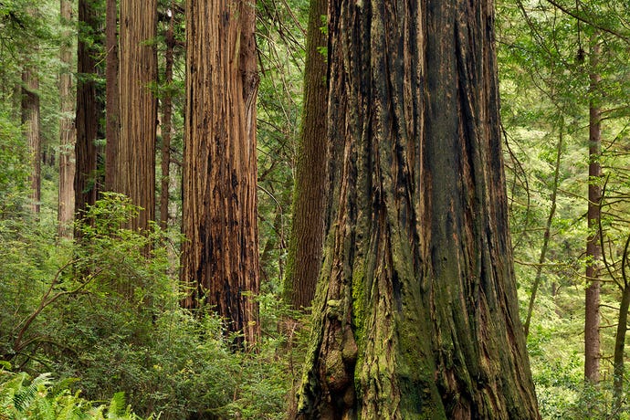 redwoods-Spring_Images-alamy.jpg