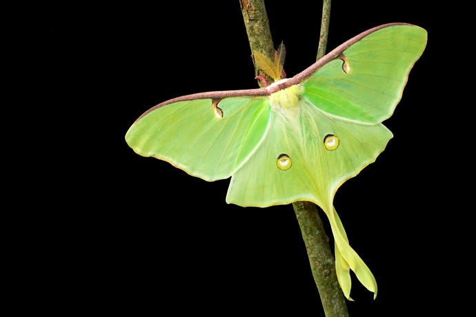 photo of a luna moth