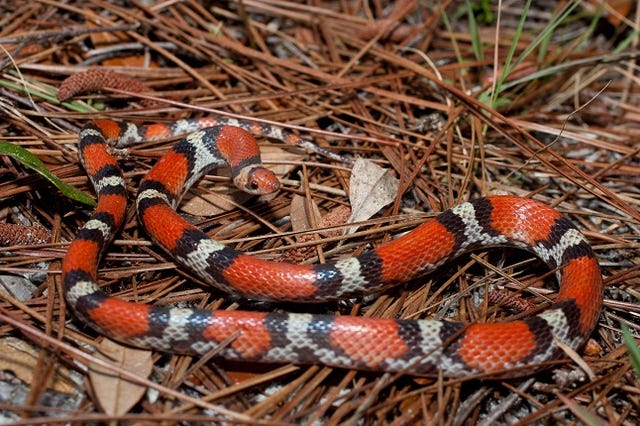 Scarlet snake on pine needles