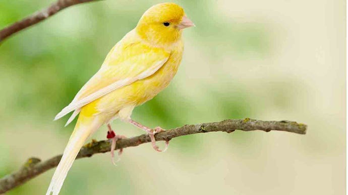 A yellow canary sitting on a tree branch.