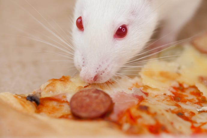 american white rat eating a slice of sausage pizza