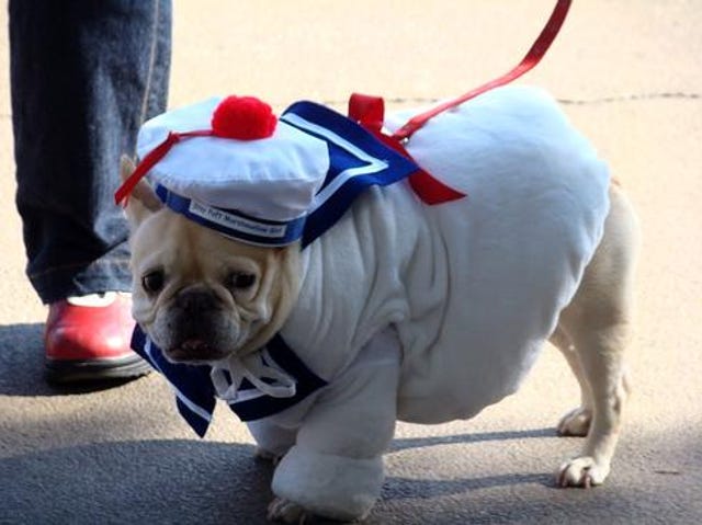 Stay-Puft Marshmallow Dog