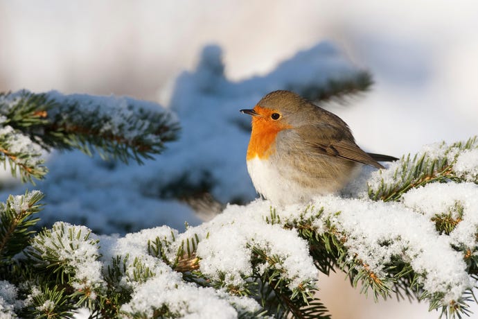 European robin (Erithacus rubecula), puffed out on snowy branch
