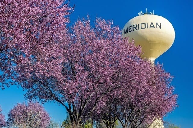 Pink flowering trees and yellow water tower in Meridian Idaho