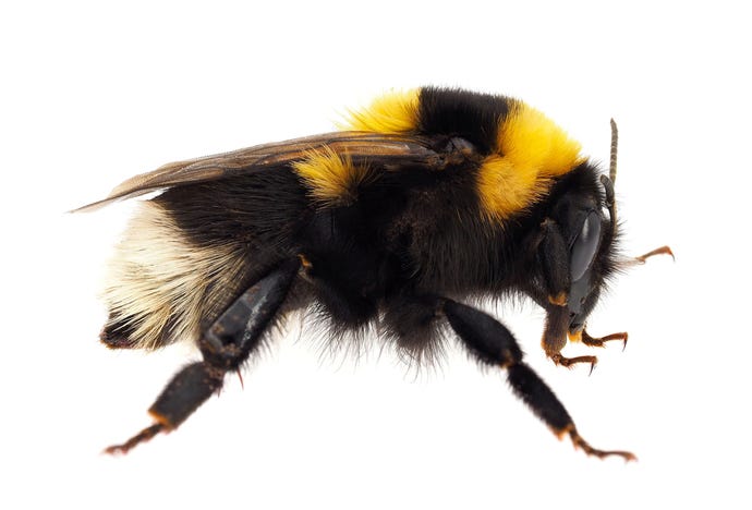 image of a bumblebee