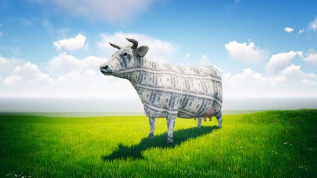 Cow made up of cash standing in a meadow
