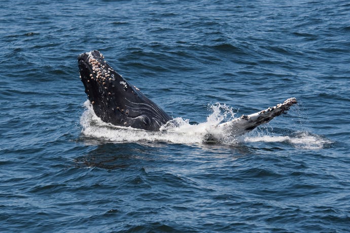 Humpback Whale Calf (Megaptera novaeangliae) partial breach. Monterey, California, Pacific Ocean.
