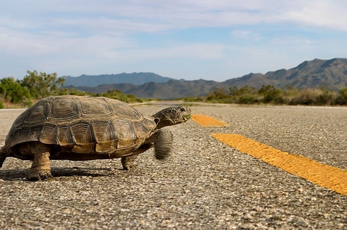 A Desert Tortoise (Gopherus agassi) crosses the road in Mojave National Preserve in southern California.