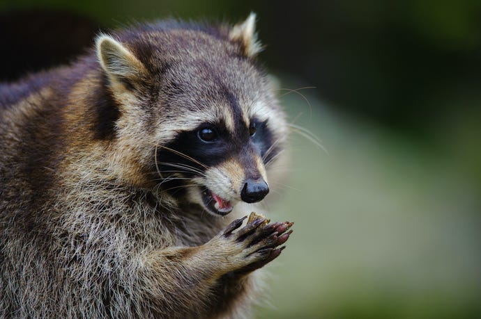 Mischievous raccoon