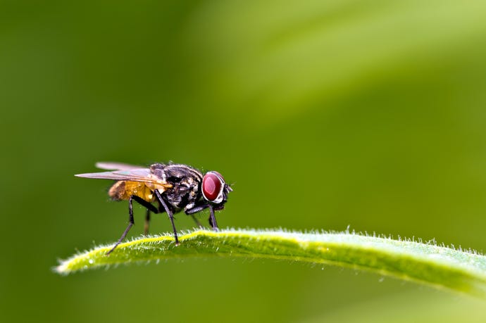 House Fly (Musca domestica) resting on a leaf