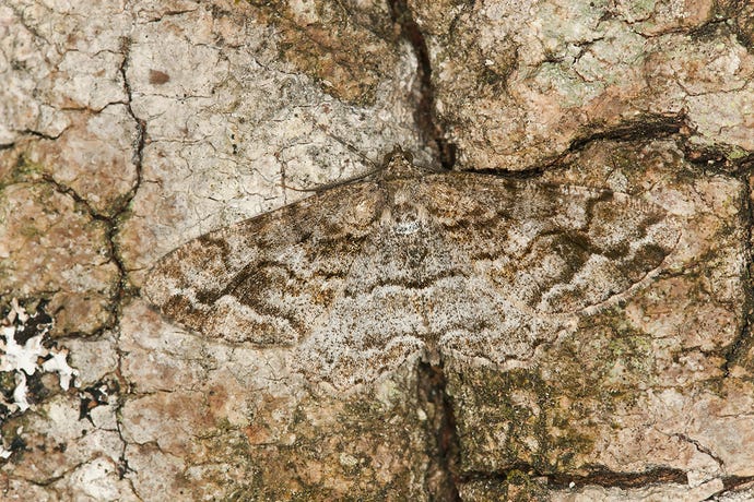 Mottled Beauty (Alcis repandata) Geometridae moth camouflaged on a tree trunk