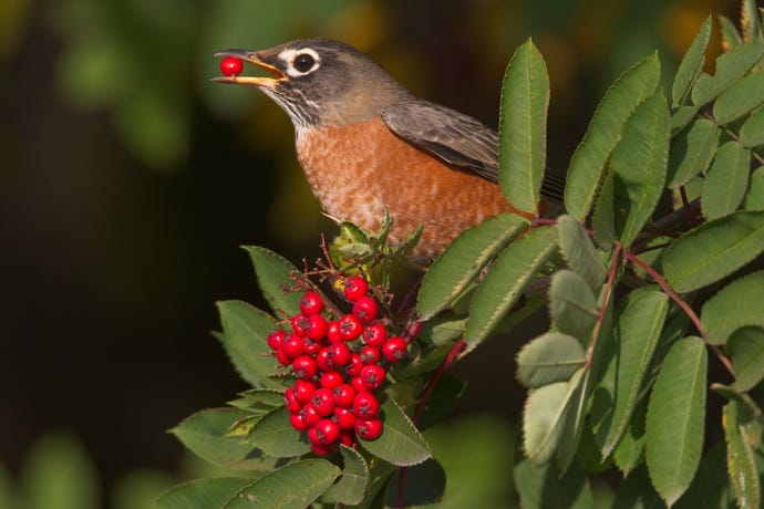 north american robin in a tree with red berries