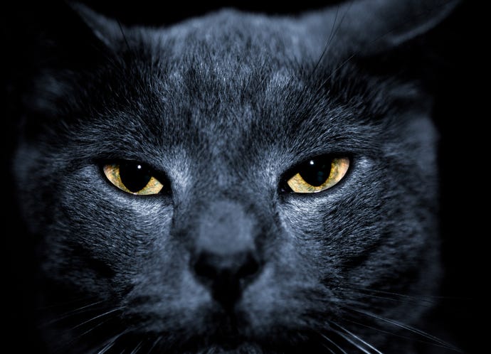 closeup of a black cat's face