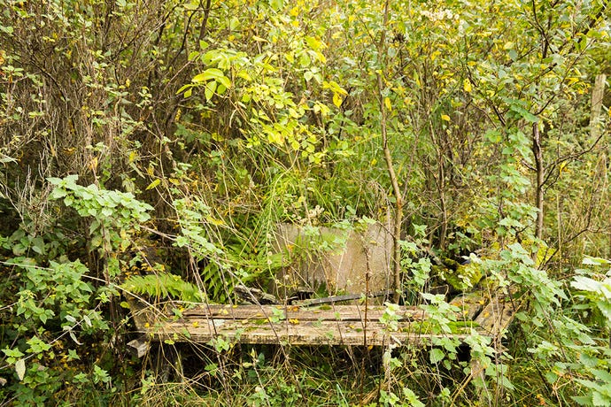 Photo of an abandoned campsite completely overgrown with saplings and underbrush.