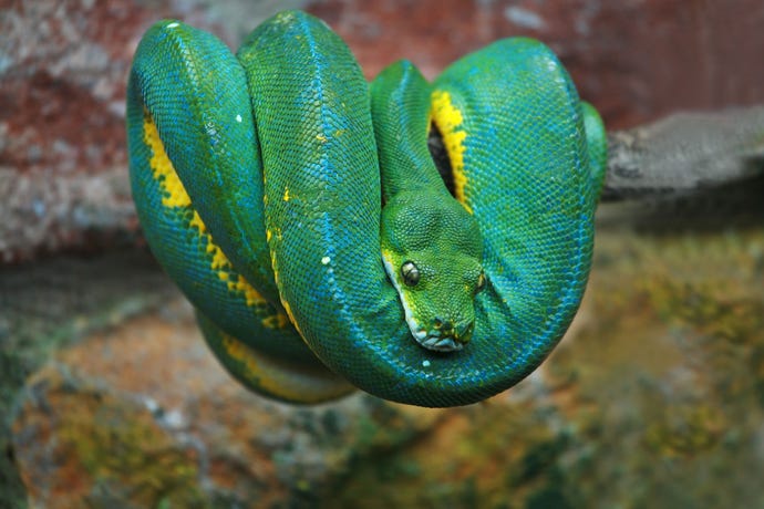 photo of a green Python coiled on a branch
