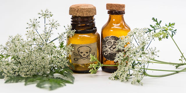 Two poison bottles on a white background with two bunches of hemlock flowers