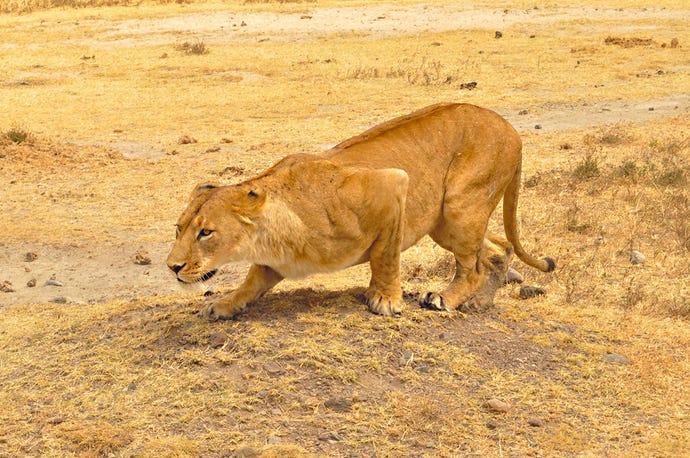A lioness crouches in the golden grass, preparing to pounce on unseen prey