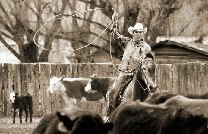 Photo of a rancher on horseback in a cattle roundup