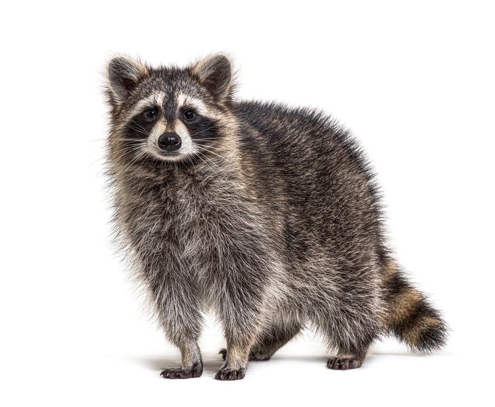 'Raccoon Stealer' Scurries Back on the Scene After Hiatus