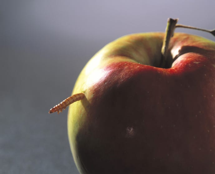 green and red apple with worm coming out