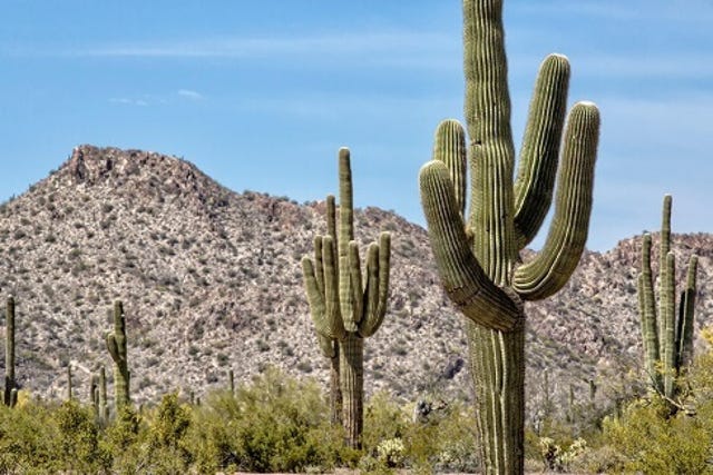 Saguaro cactus rise from the desert in Arizona