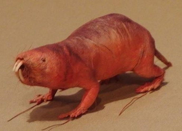 molerat.jpg