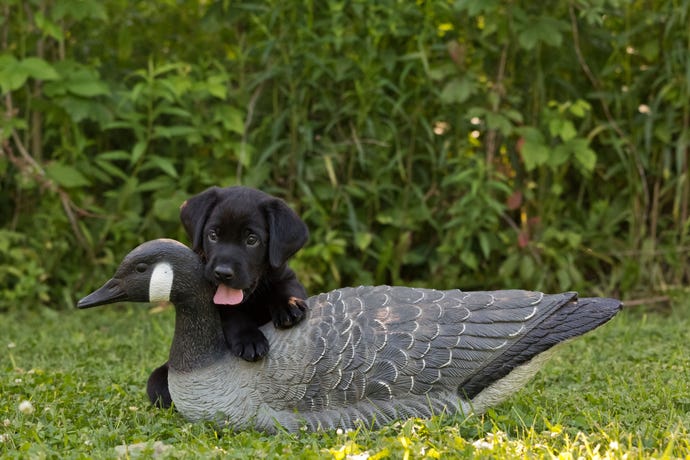 Dog with goose decoy 