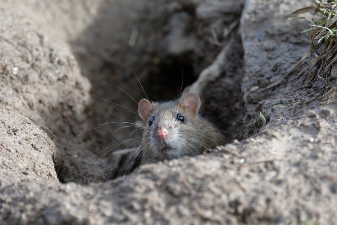 Rat peeking out of a hole.