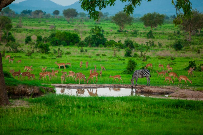 Zebra and wildlife at the watering hole, Mizumi Safari Park, Tanzania, East Africa, Africa