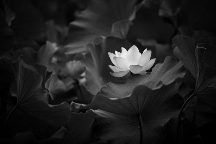 Black-and-white photo of a lotus held in hands against dark background.