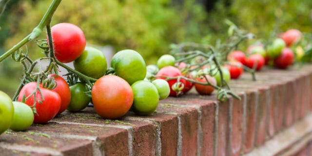 homegrown heirloom tomatoes on the vine on a garden wall