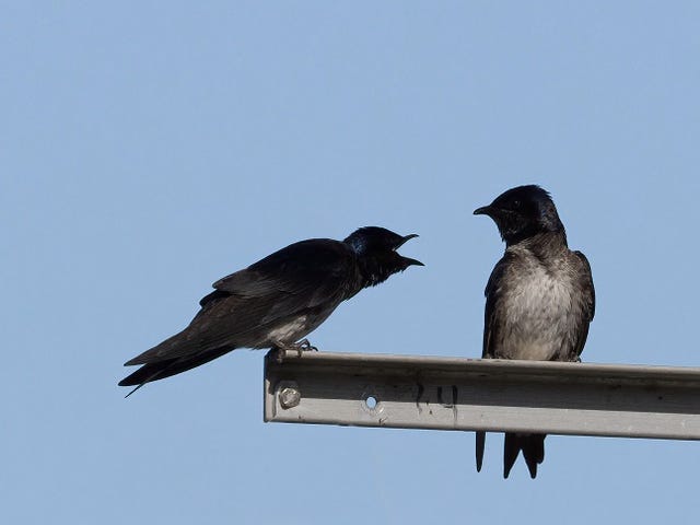 a Pair of Crackles vocalizing with each other