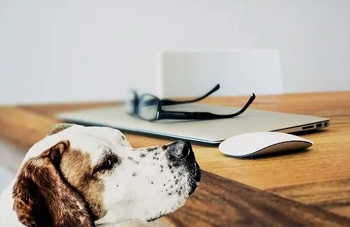 Security has gone to the dogs.\r\n(Source: Pixabay)\r\n