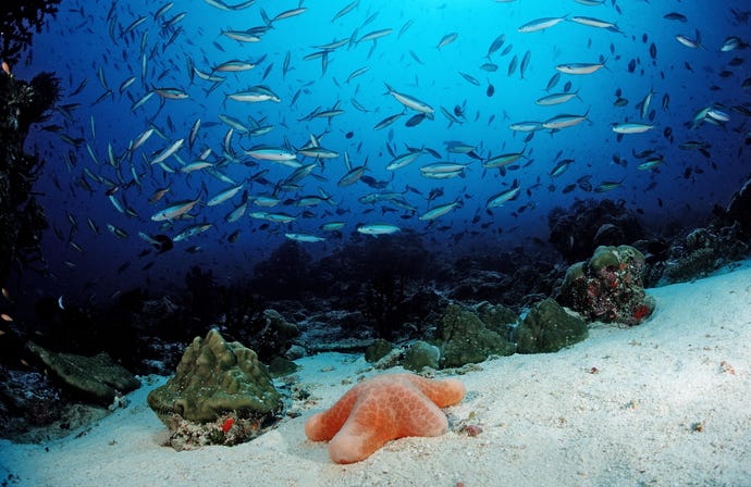 Image of many small fish swimming in the ocean, above the ocean floor.