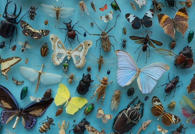 Bug Collection on turquoise background