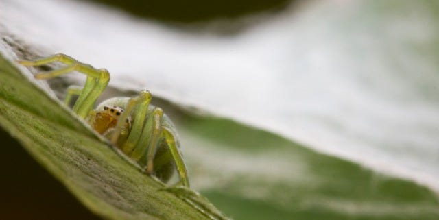 Green Spider Sits Inside its web on a leaf.