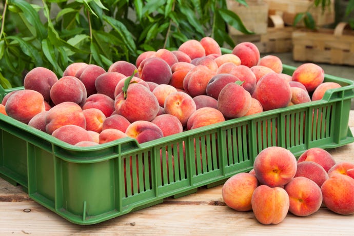 Fresh and juicy peach fruits in basket