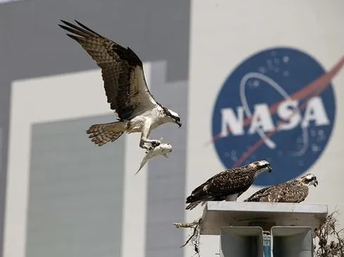 NASA_Ospreys.jpg